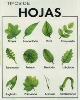 Clases de hojas - Imagui