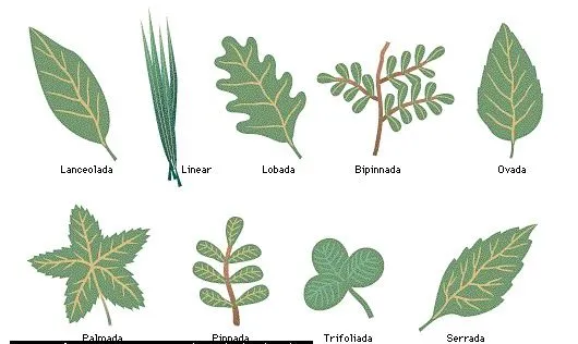 Hojas de plantas y sus nombres - Imagui