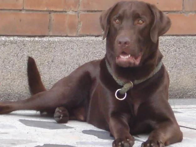 CLASES DE LABRADORES: LABRADOR CHOCOLATE