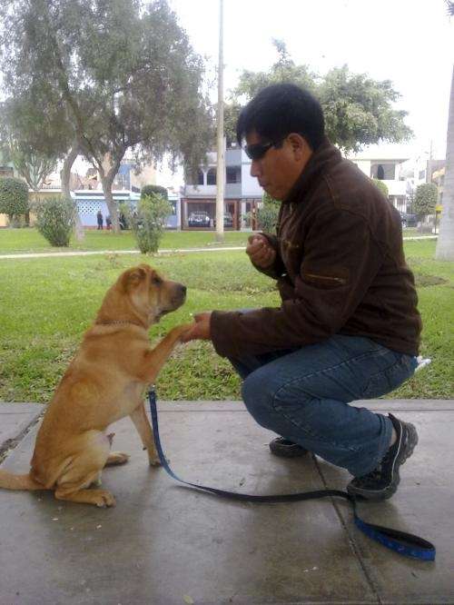 Fotos de ADIESTRADOR CANINO EXPERTO DA CLASES A PERROS DE TODAS ...