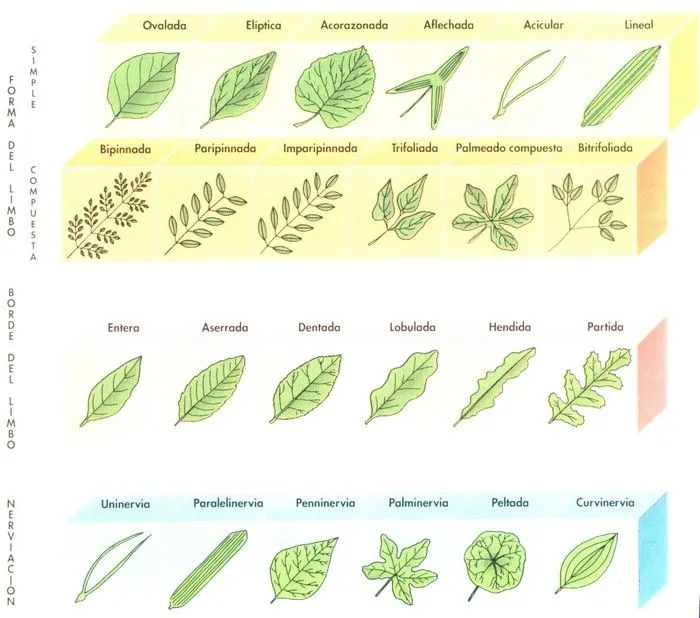 Las clases de las plantas con sus nombres - Imagui