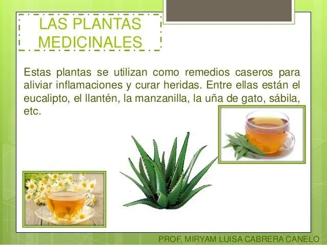 clasificacin-de-las-plantas-5- ...