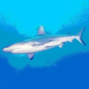 CLASIFICACIÓN DE ANIMALES