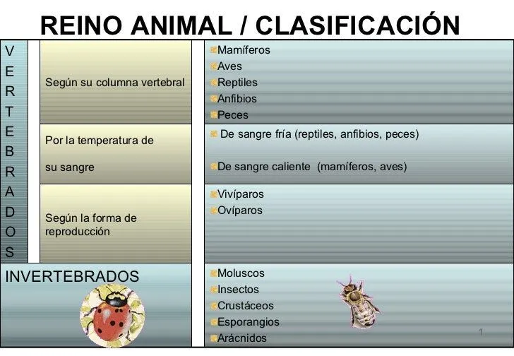 Clasificación de los animales...