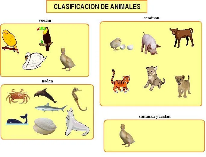 Clasificacion de animales por su alimentacion - Imagui