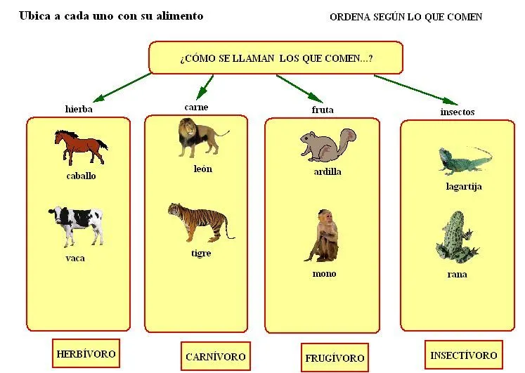 Clasificacion de animales por su alimentacion - Imagui