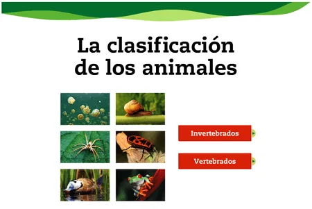 Clasificacion de animales dibujos - Imagui