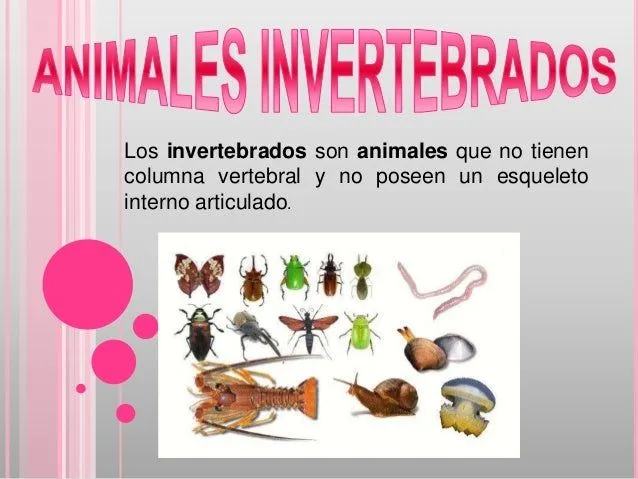Clasificacion de animales invertebrados