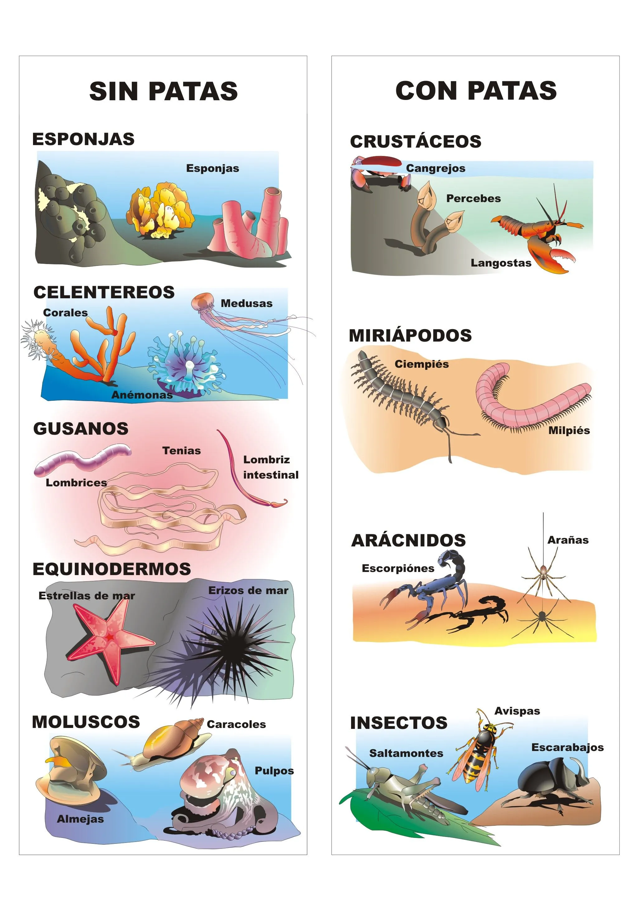 Clasificación de los animales invertebrados | Plagda Infantil