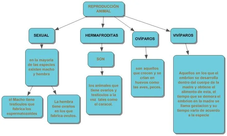 Clasificación de los animales según su reproducción : Mapa Conceptual