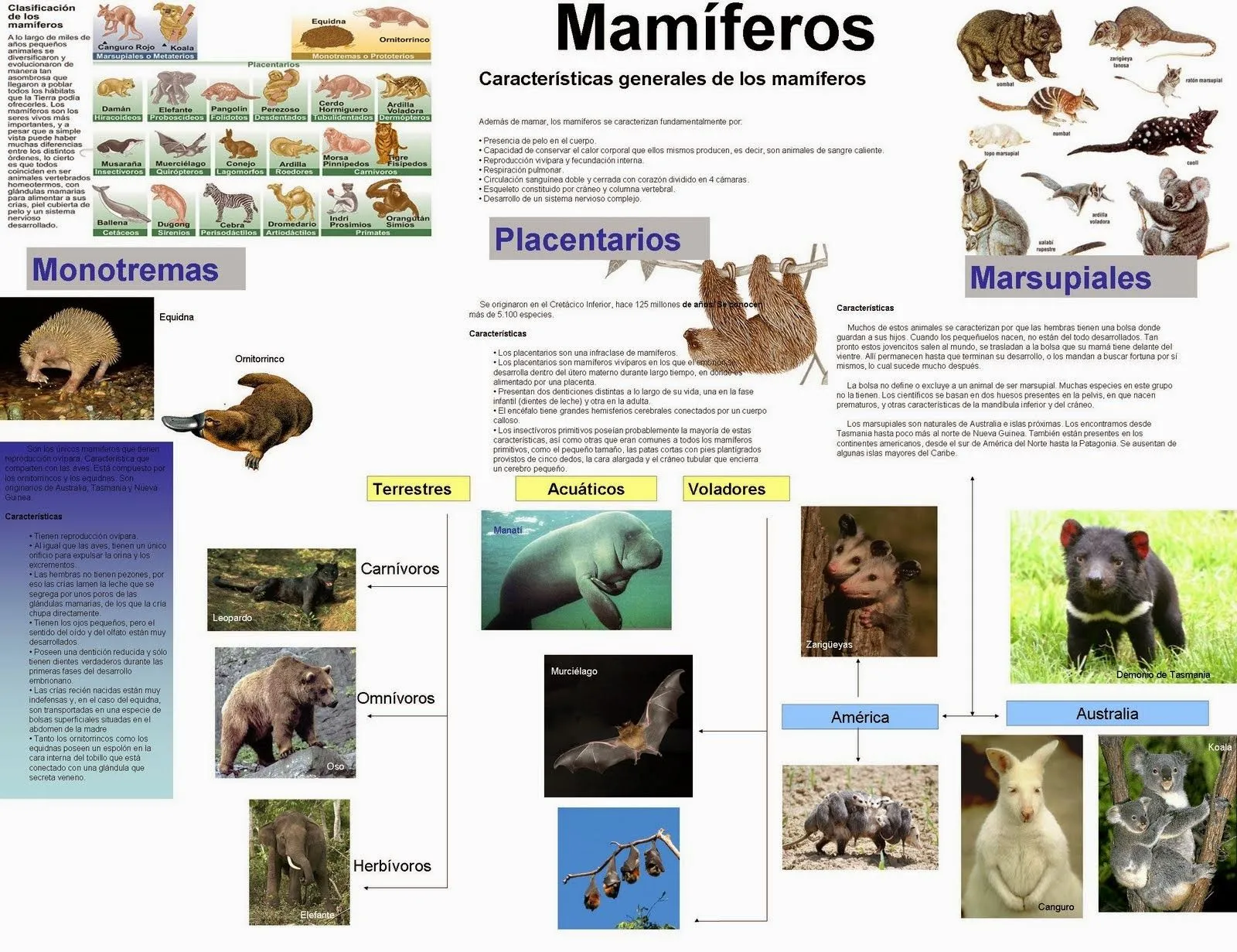 LA CLASIFICACIÓN DE LOS ANIMALES SEGÚN SU ESTRUCTURA: La ...