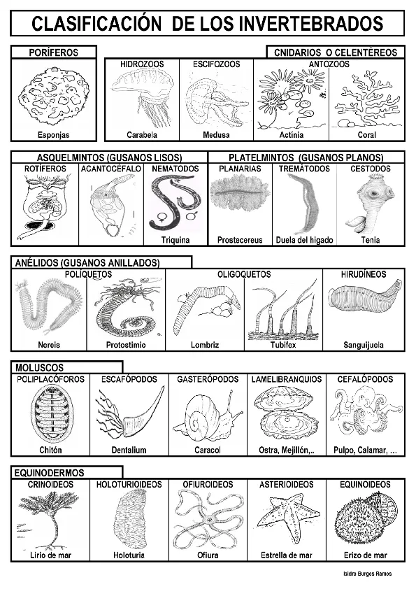 Clasificacion de los animales vertebrados para colorear - Imagui