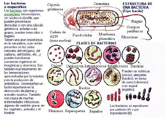 Gal. Imágenes