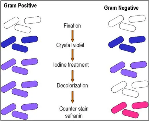 clasificacion de las bacterias | microbiiologia