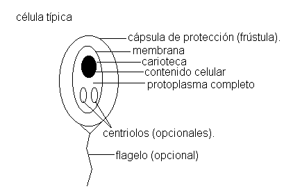 CLASIFICACION ELEMENTAL DE LOS SERES VIVOS - Monografias.