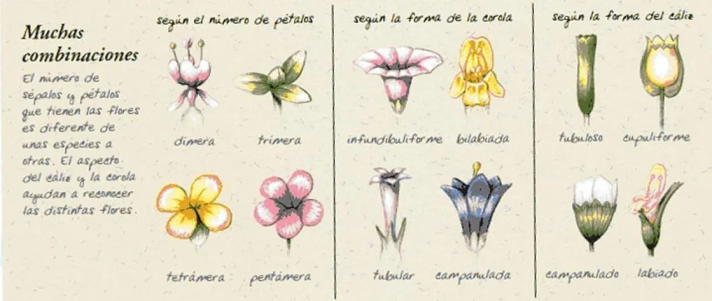 tipos de flores nombres | Cuidar de tus plantas es facilisimo.com