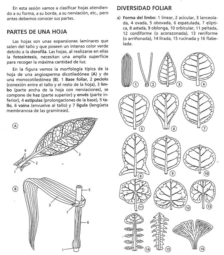 Clasificación de hojas