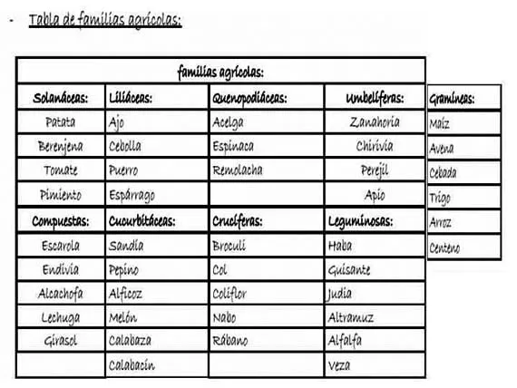 Clasificación de las hortalizas por familias