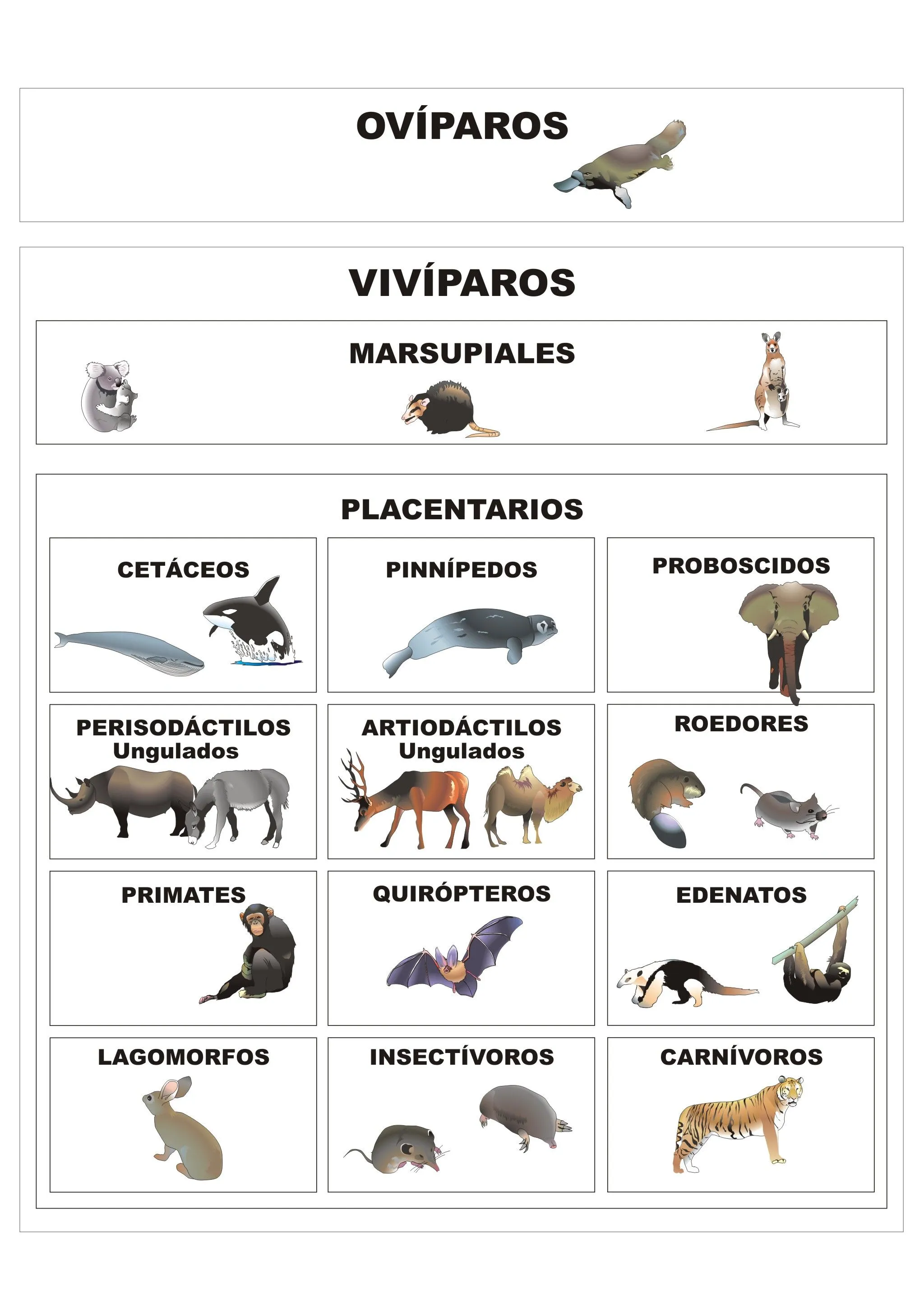 Clasificación de los mamíferos | Plagda Infantil