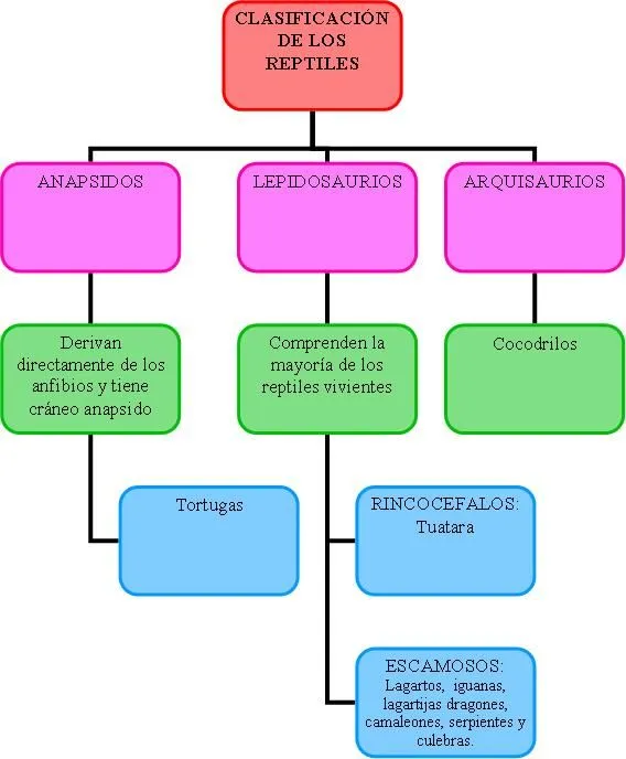 Clasificación de los reptiles - Imagui