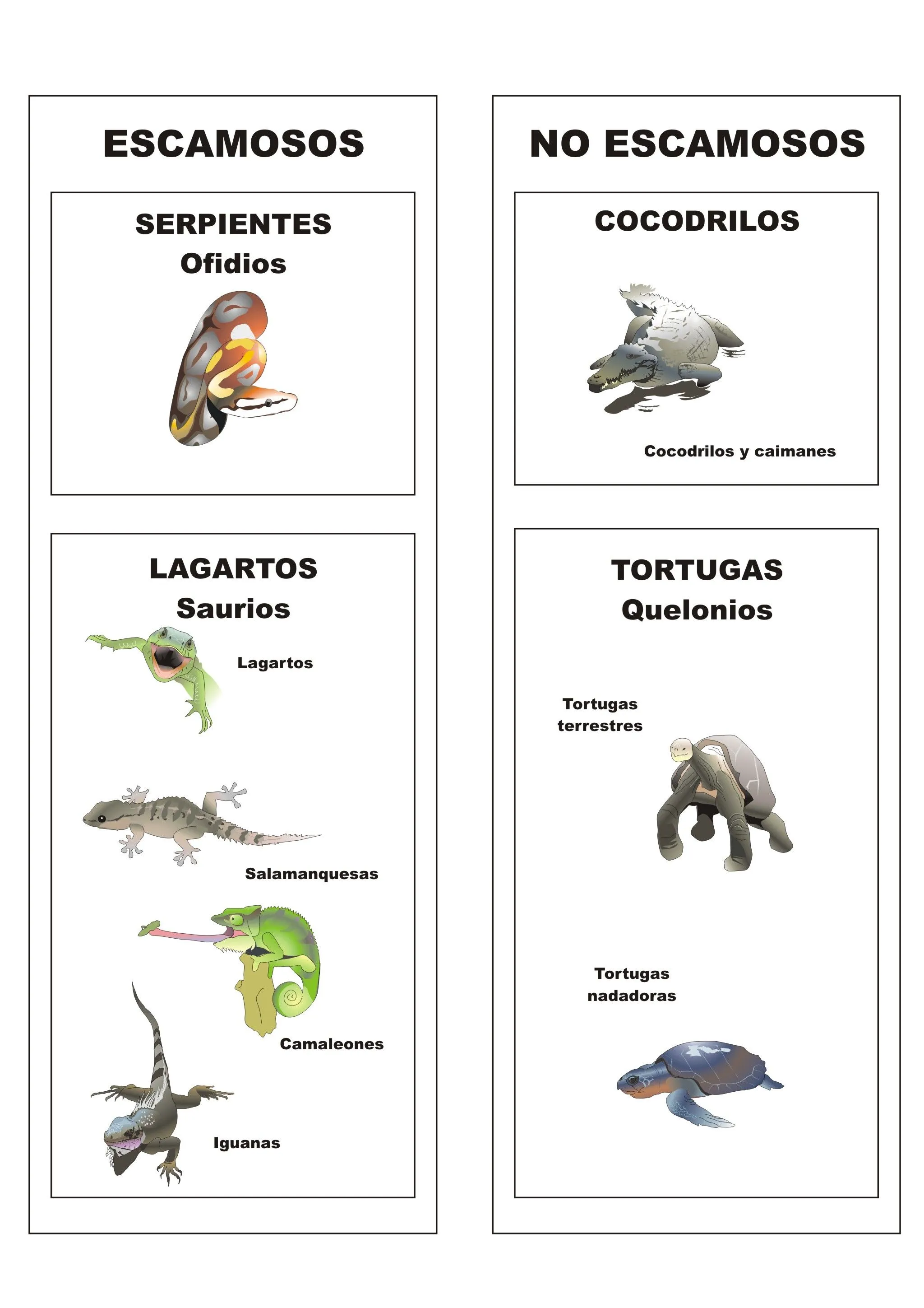 Clasificación de los Reptiles | Plagda Infantil