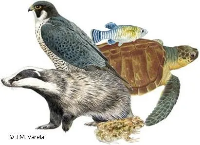 Clasificación de los seres vivos - Monografias.