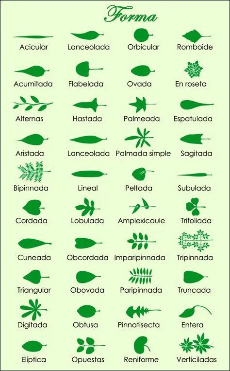 Tipos de hojas de árboles con su nombre - Imagui