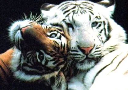 Claudianavas39390's Blog | Just another WordPress.com site