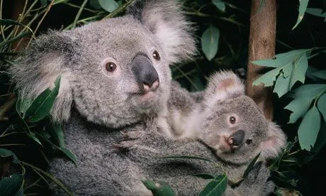 Climate change compounds rising threats to koala | Environment ...