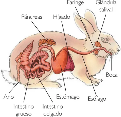 Clinica Veterinaria APARICI FEAL: julio 2012