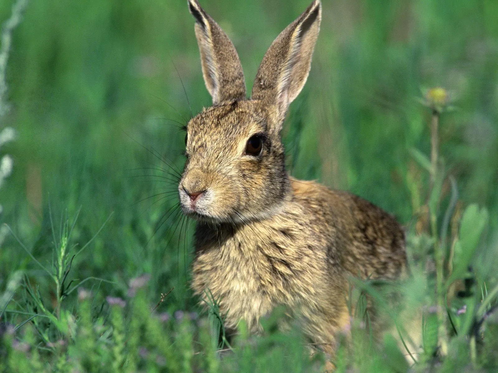 Clínica Veterinaria Galileo : ¿Por qué los conejos tienen las ...