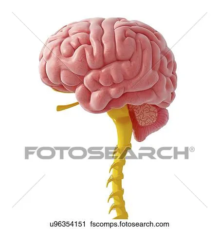 Clipart - sistema nervoso central, artwork u96354151 - Busca de ...