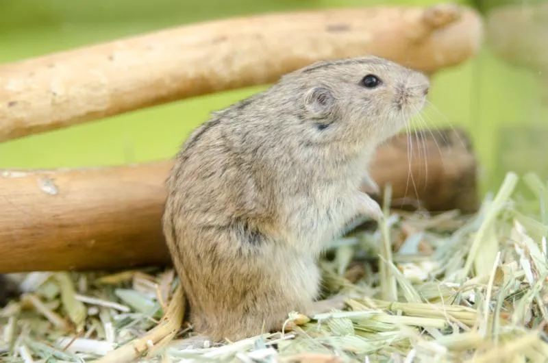 cobais del Rentonar: LEMMING DE LA ESTEPA