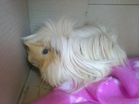 Mi cobaya Cheester - Cobi, guinea pig eating, cobaya, cuyo, cobi ...