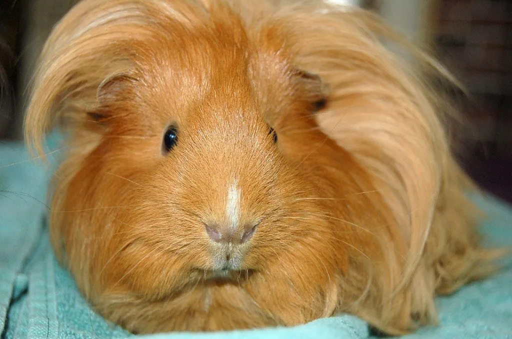 Cobayas de pelo largo | Cuidar de tu mascota es facilisimo.