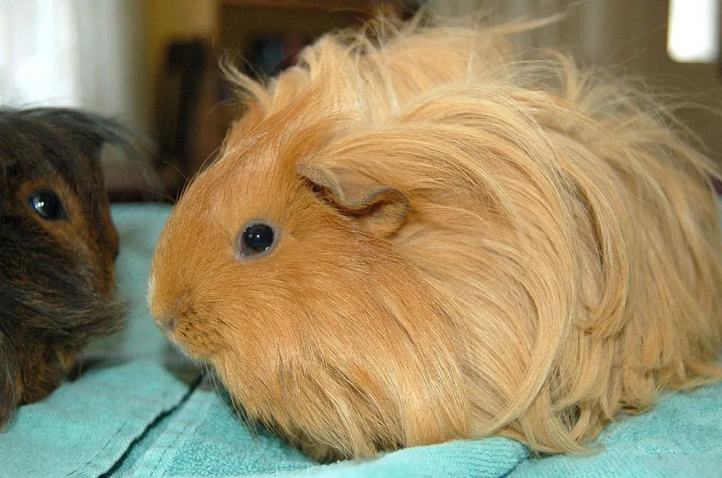 Cobayas de pelo largo | Cuidar de tu mascota es facilisimo.