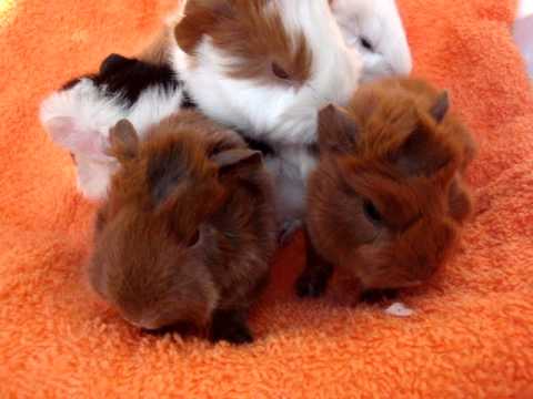 cobayitas peruanas y shelties todas de pelo largo - YouTube