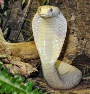 Cobras Serpentes: Najas