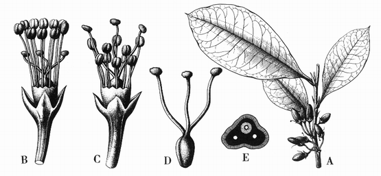 Cocaína. Un Enfoque Biofarmacéutico de la Erithoxylon coca Lam ...