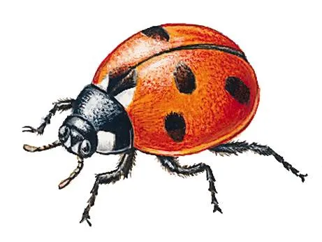 La Coccinelle Asiatique Harmonia Axyridis Le Blog Nature De ...