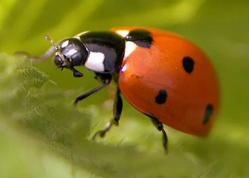 Coccinelle | Flickr - Photo Sharing!