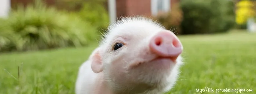Cochinitos bebés tiernos - Imagui