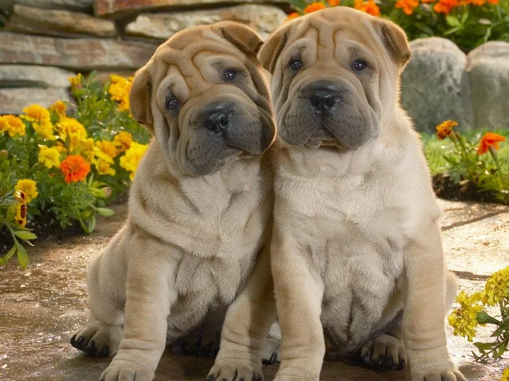 La cocina y ¿los animales...?: Shar pei o perro arrugado.