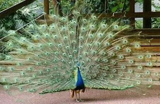 La cocina y ¿los animales...?: El pavo real, espectacular.