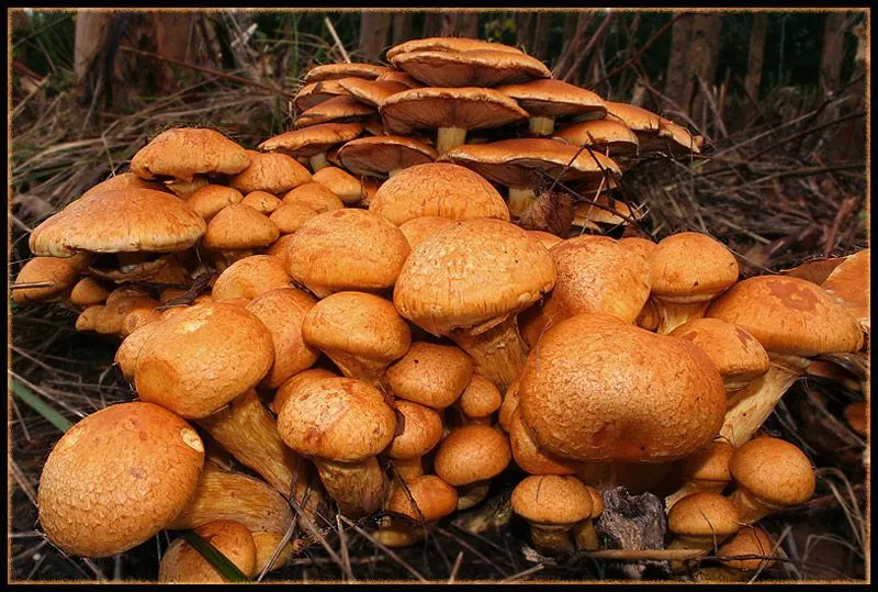 Todos Somos Cocineros: Otoño, epoca de hongos - Hongos de ...