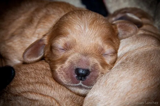 Cocker recién nacidos | Flickr - Photo Sharing!