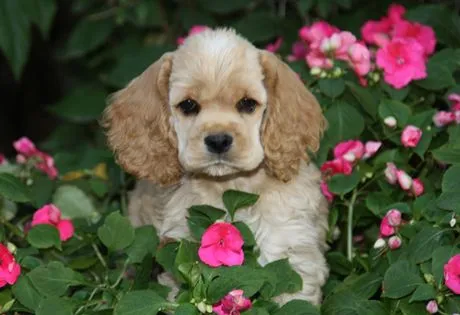 Cocker Spaniel Information | American Kennel Club