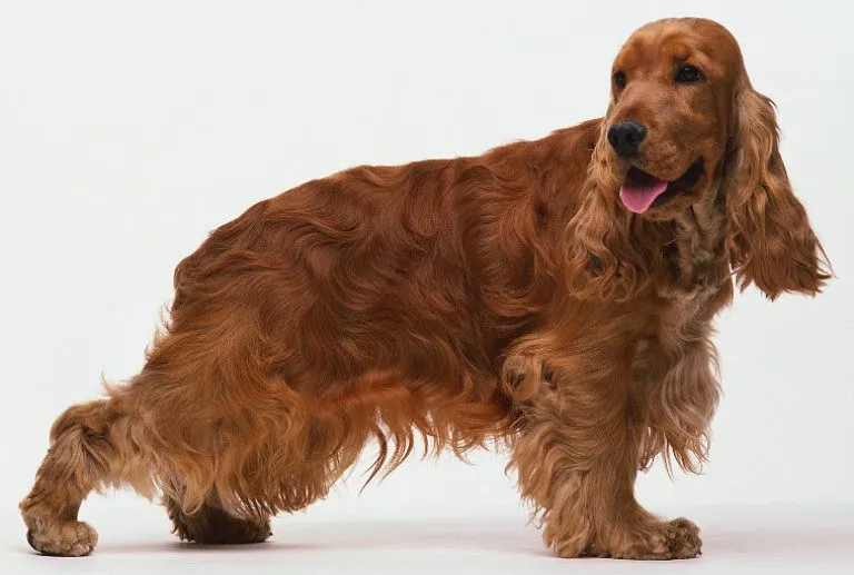 Cocker spaniel | listame