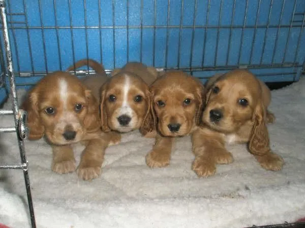 Cachorro de cocker recien nacido - Imagui