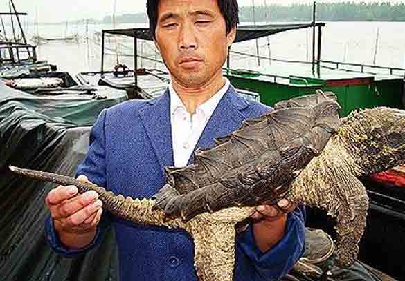 Cocodrilo con caparazon de Trotuga nueva especie en china? - Taringa!